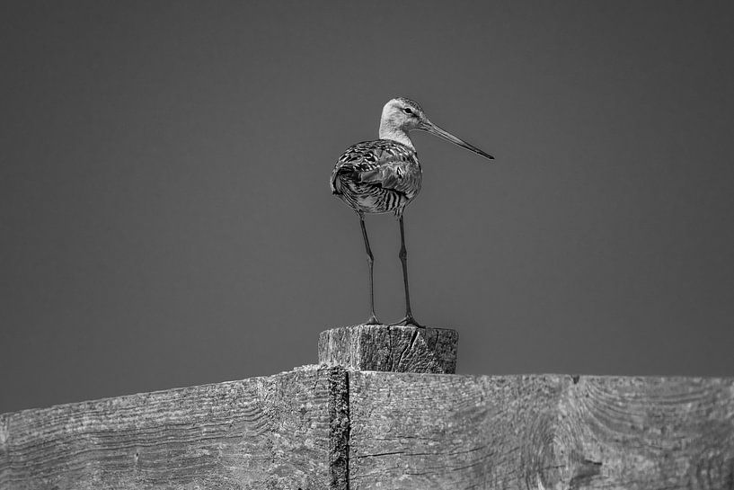 Meadow Bird The Black-tailed Godwit. by Roy IJpelaar