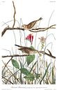 Savanne-Fink von Birds of America Miniaturansicht