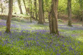 Bluebell wood by Irene Hoekstra