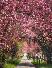 Der rosa Tunnel von Loris Photography