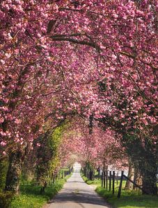 De roze tunnel van Loris Photography