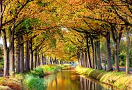 Rangée d'arbres au bord de l'eau par Franke de Jong Aperçu