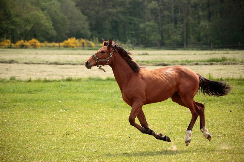 Horse by Frank Smedts