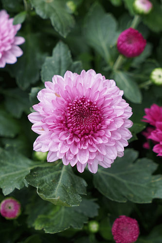 Roze chrysant