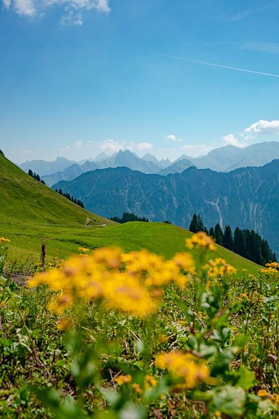 Blumiger Ausblick auf die Allgäuer Alpen vom Fellhorn von Leo Schindzielorz