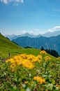 Blumiger Ausblick auf die Allgäuer Alpen vom Fellhorn von Leo Schindzielorz Miniaturansicht