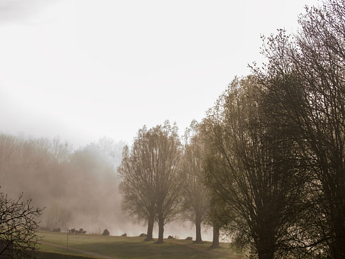 Trees in the light morning mist