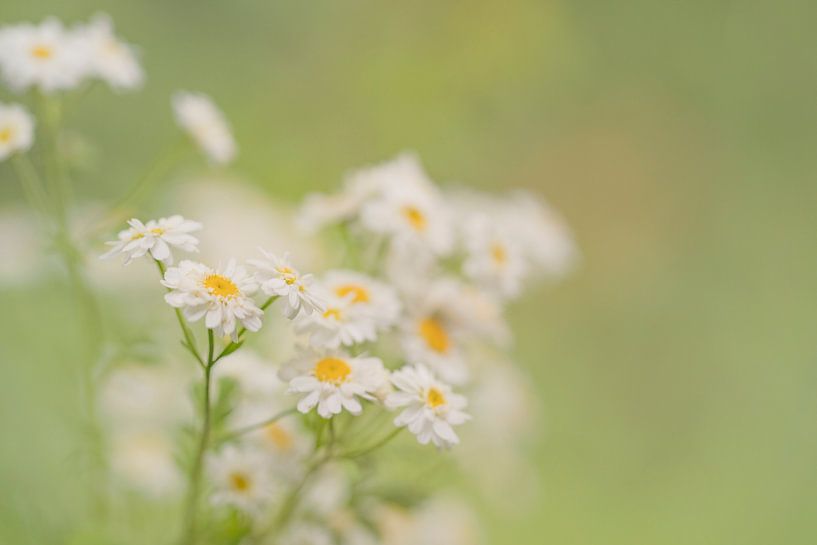 Wilde bloemen van Rik Verslype