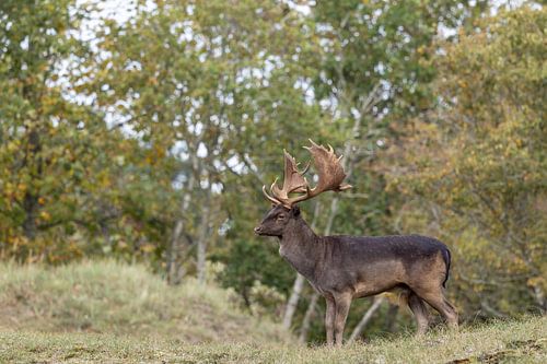 Damhert in herfstsfeer