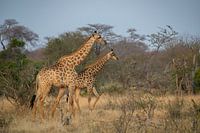 Giraffen in Afrika
