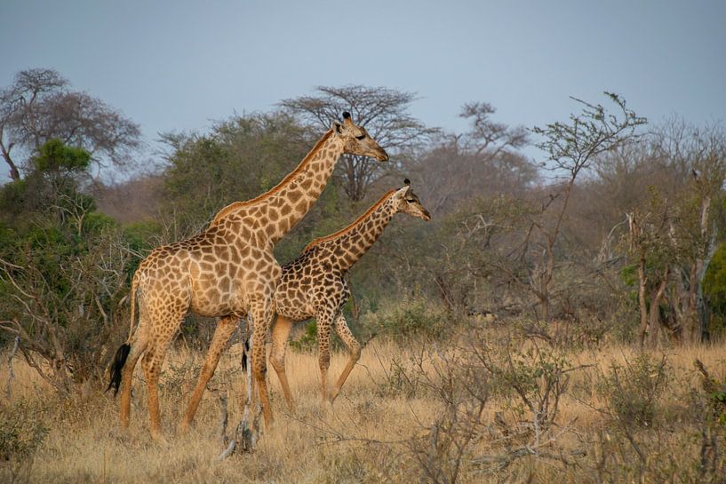 Giraffen in Afrika van Mariëlle de Valk