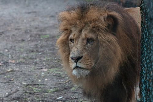 Leeuw in Burgerszoo. Lion in Burgerszoo.