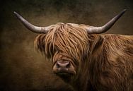 De Schotse hooglander van Bert Hooijer thumbnail