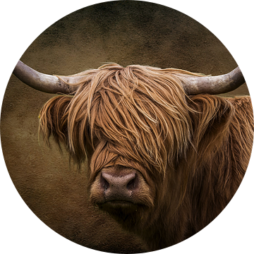 De Schotse hooglander