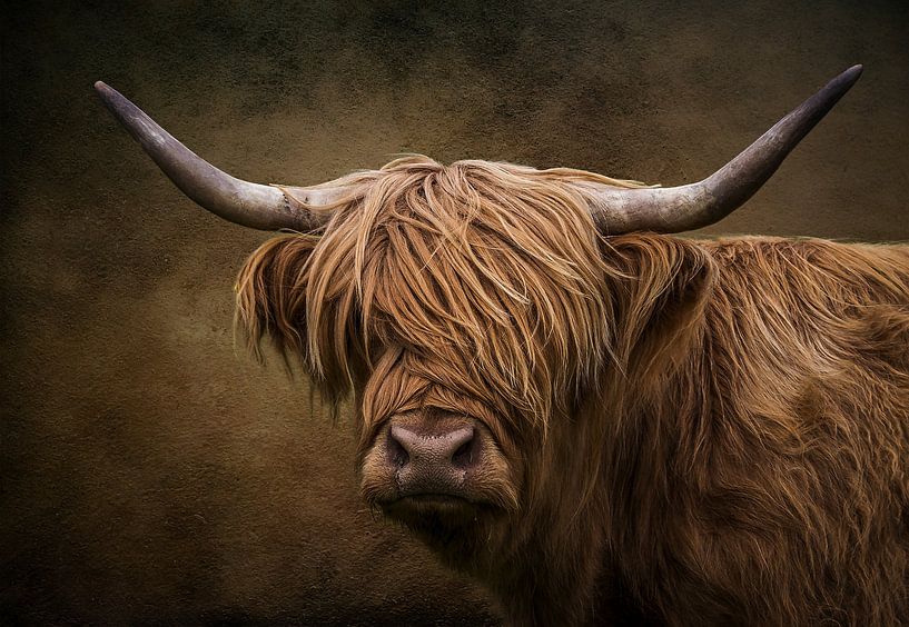 Le Highlander écossais par Bert Hooijer
