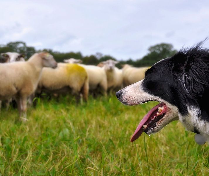Der schäferhund von Anouschka Hendriks