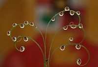 "Garuda Pancasila" in Dews