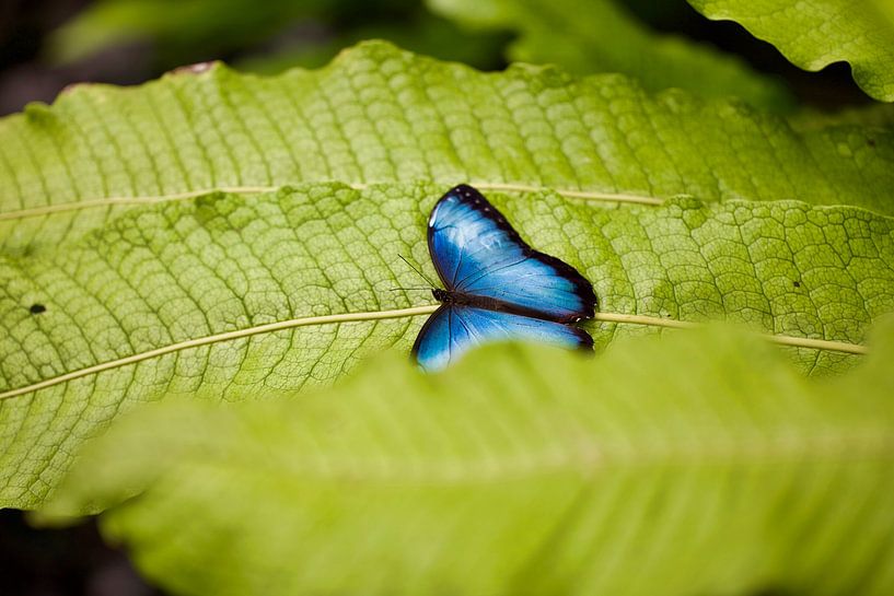 Fragile Tranquillity by Laura Krol