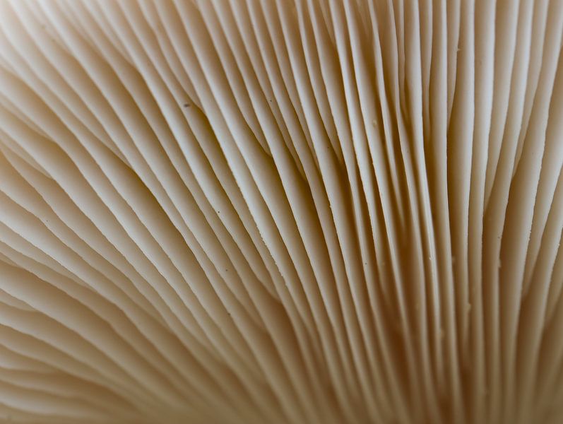 champignon par Marieke Funke