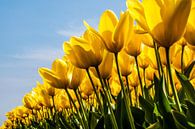 Veld gele tulpen van Ton de Koning thumbnail
