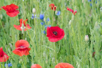 Klaprozenveld met korenbloemen van Ivonne Fuhren- van de Kerkhof