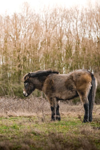 Esmoor pony in relax position in the meadow by Marc van den Elzen