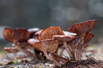 Bruine lamellen paddenstoel
