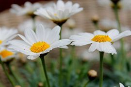 Puur geluk von Naomi Kroon