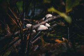 Small white mushrooms on a branch in Den Treek