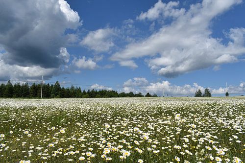 Een veld in bloei onder een zomerse hemel