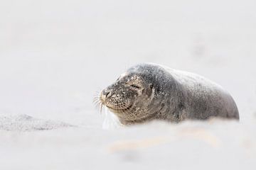 Zeehond in de Voorjaarszon van Nature by Micha