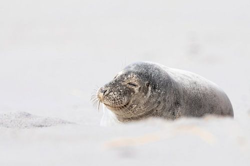 Seehund in der Frühlingssonne von Nature by Micha