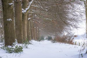 Forest Lane en hiver sur Eelke Brandsma