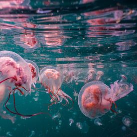 jellyfish in the harbor of Simons town by thomas van puymbroeck