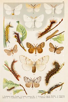 Antiker Teller mit Schmetterlingen aus Satin und Daunen. von Studio Wunderkammer
