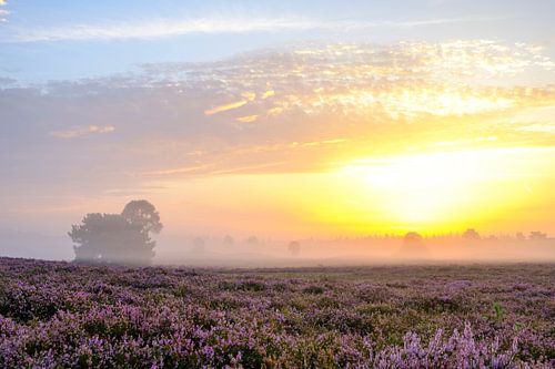 Bloeiende heideplanten in een heidelandschap tijdens zonsopgang