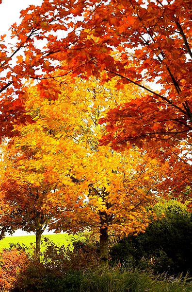 mooie herfstbomen van Annemarie Kroon