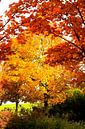 mooie herfstbomen van Annemarie Kroon thumbnail