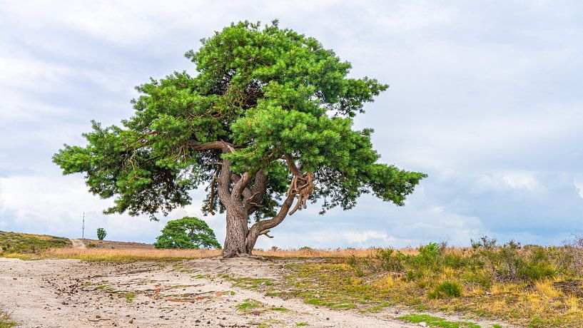 Un bel arbre sur l'Archemerberg aux Pays-Bas par Jessica Lokker