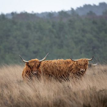 Hooglanders op de heide