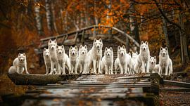 groepsfoto honden in het bos van Egon Zitter