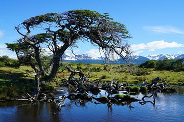 Windender Baum von Ellen Zwagerman