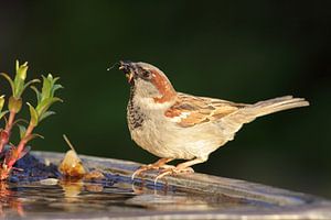 Haussperling (Passer domesticus)