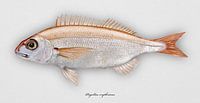 Rotbrasse, Pagellus erythrinus