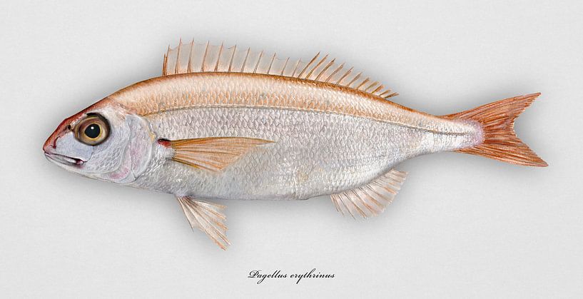 Rotbrasse, Pagellus erythrinus von Urft Valley Art