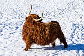 Hochlandkuh in verschneiter Winterlandschaft