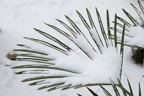 Palmplant in de winter