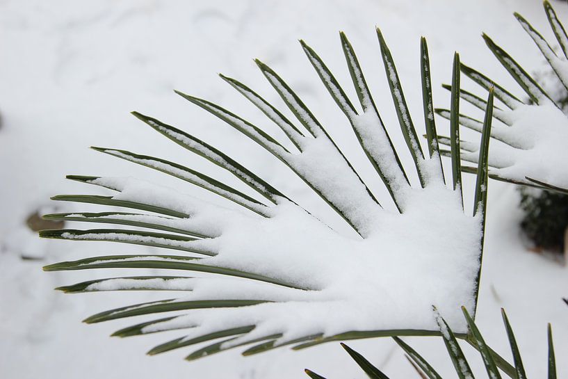 Palmplant in de winter by Roberto Zea Groenland-Vogels