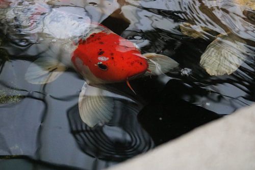 Rode koi karper