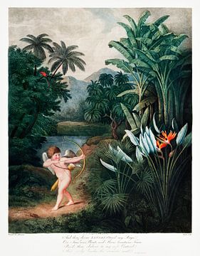 Cupido Inspirerende planten met liefde uit The Temple of Flora (1807) door Robert John Thornton. van Frank Zuidam